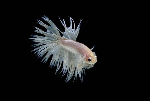 Crown tail fighting fish,siamese fighting fish isolated on black — Stock Photo, Image