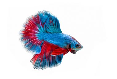 Siyam mücadele balık üzerinde beyaz backgro izole hareketli anı