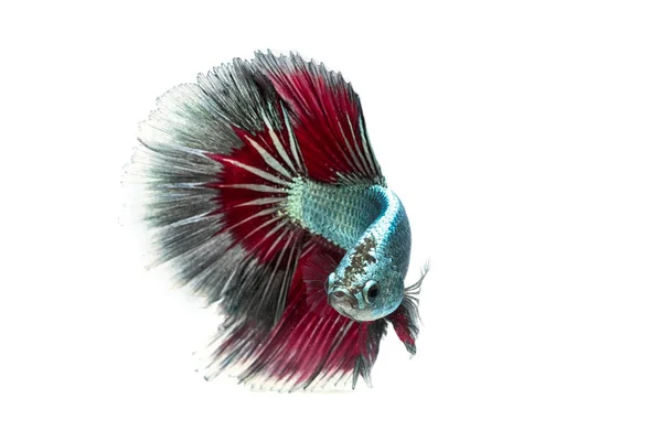 Moving moment of siamese fighting fish isolated on white backgro — Stock Photo, Image