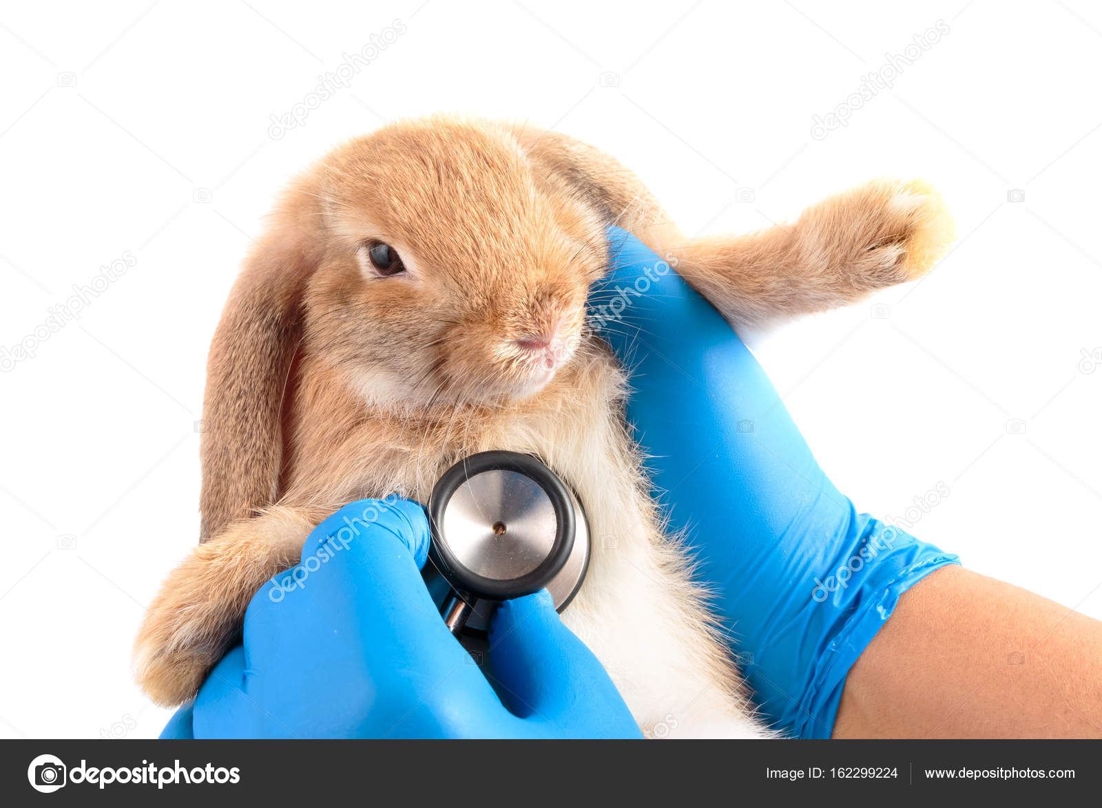 vet for bunny