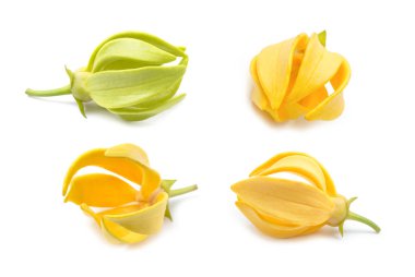 Ylang-Ylang çiçek, beyaz zemin üzerine sarı kokulu çiçek