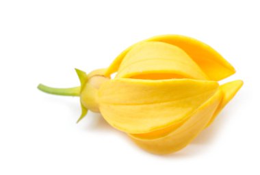 Sarı kokulu çiçek, Ylang-Ylang çiçek (Cananga odroata)