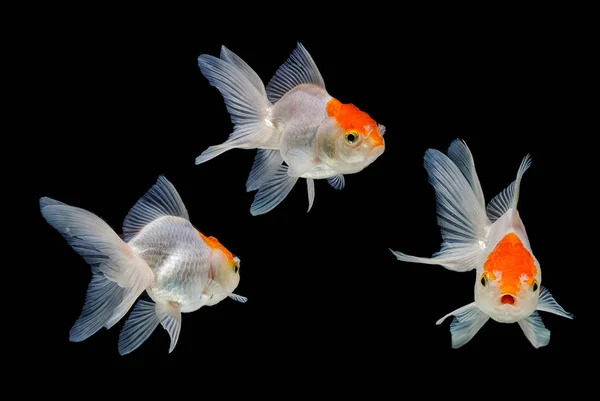 Guld fisk isolerad på en svart bakgrund — Stockfoto