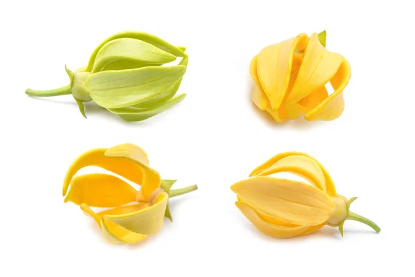 Kwiat Ylang Ylang Żółte Pachnące Kwiaty Białym Tle — Zdjęcie stockowe
