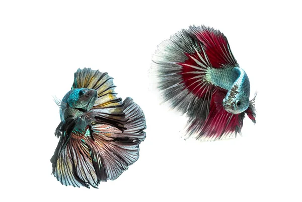 Moving moment of siamese fighting fish isolated on white backgro — Stock Photo, Image