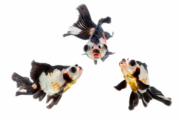 Dárkové zlaté rybky, izolovat na bílém pozadí — Stock fotografie