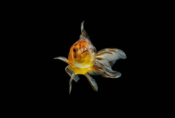 黒の背景に分離された金の魚 — ストック写真