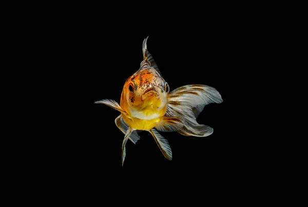 Peixes de ouro isolados em um fundo preto — Fotografia de Stock