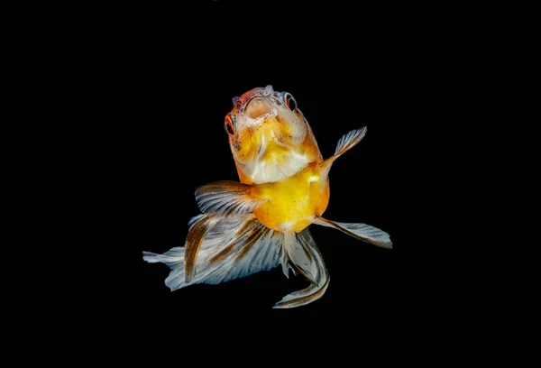 Pește de aur izolat pe un fundal alb — Fotografie, imagine de stoc