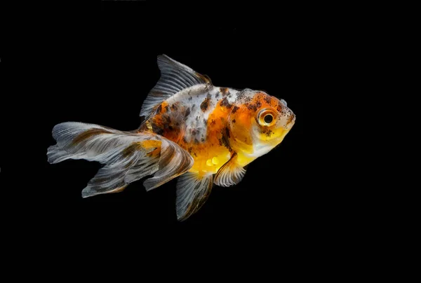 Peixe dourado isolado sobre fundo branco — Fotografia de Stock