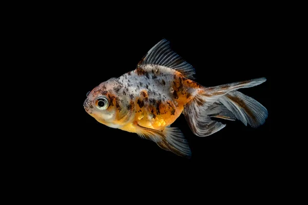 Guld fisk isolerad på en vit bakgrund — Stockfoto