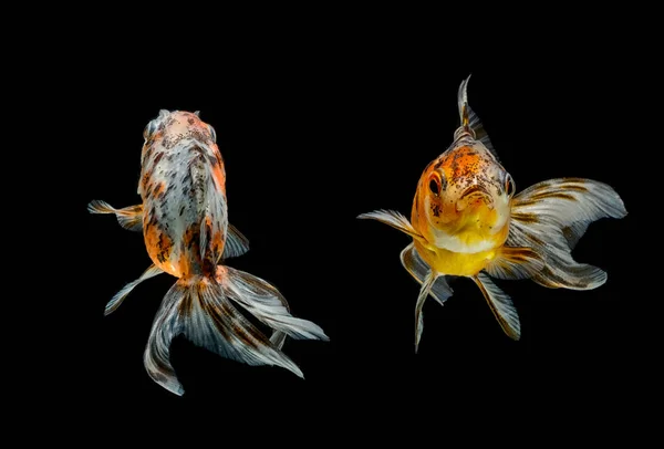 Peixe dourado isolado sobre fundo branco — Fotografia de Stock