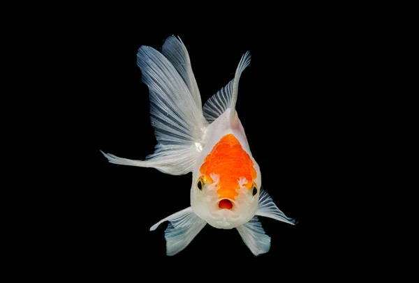 Peixes de ouro isolados em um fundo preto — Fotografia de Stock