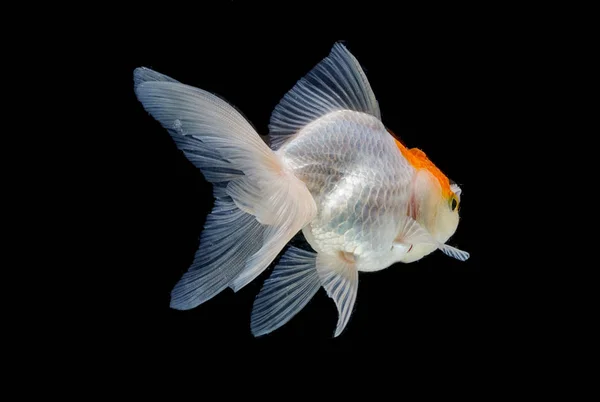 Peixes de ouro isolados em um fundo preto — Fotografia de Stock