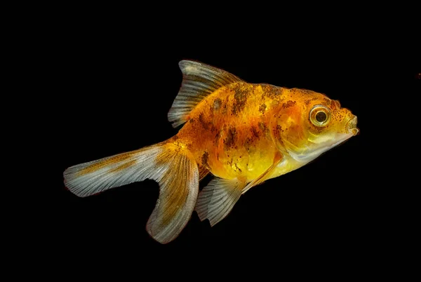 Peixe dourado isolado sobre fundo branco — Fotografia de Stock