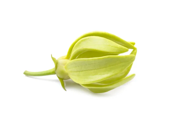 Gelbe duftende Blume, Ylang-Ylang-Blume (cananga odroata)) — Stockfoto