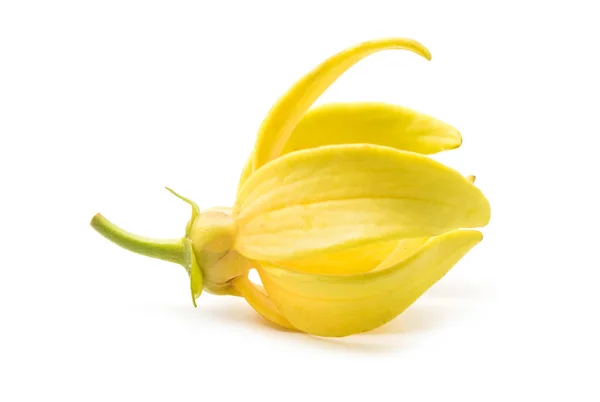 Fleur jaune parfumée, fleur d'Ylang-Ylang (Cananga odroata ) — Photo