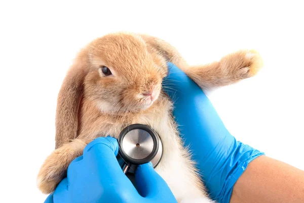 Tierarzt untersucht Kaninchen mit Stethoskop — Stockfoto