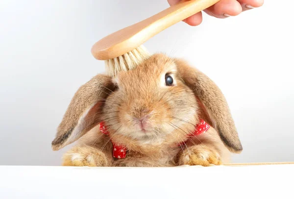 Милый маленький пасхальный кролик — стоковое фото