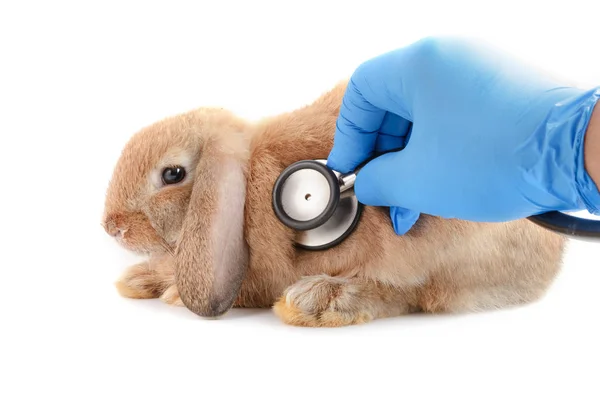 Tierarzt untersucht Kaninchen mit Stethoskop — Stockfoto