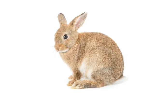 Kanin isolerad på en vit bakgrund — Stockfoto