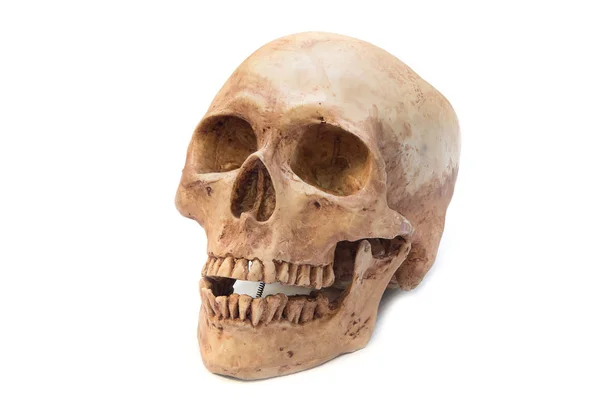 Human skull on a white background. — Stock Photo, Image