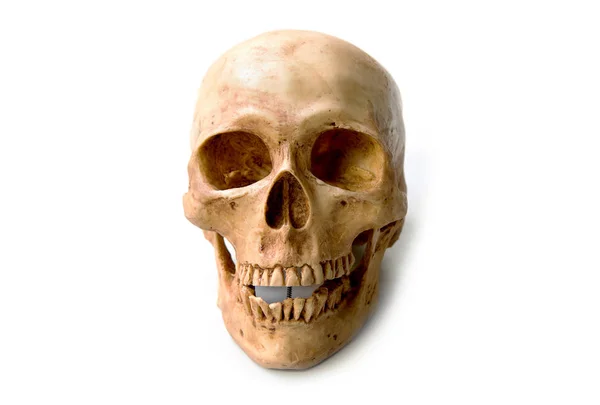 Human skull on a white background. — Stock Photo, Image