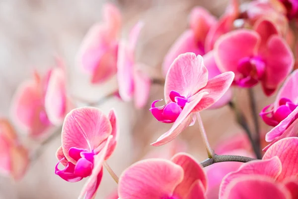 Gyönyörű rózsaszín orchidea, phalaenopsis orchidea — Stock Fotó
