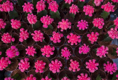 küçük kaktüs plastik pot bitki Kreş