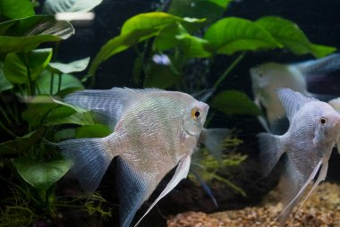 Melek balığı Çiklit Pterophyllum scalare akvaryum