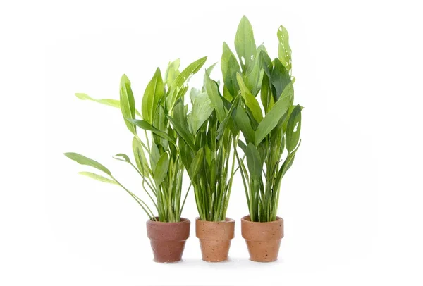 Зелені акваріумні рослини на білому — стокове фото
