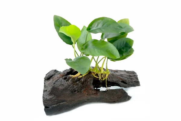 Anubias barteri aquarium plants on small driftwood on white back — Stock Photo, Image