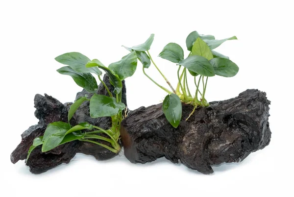 Anubias barteri aquarium plants on small driftwood on white back — Stock Photo, Image