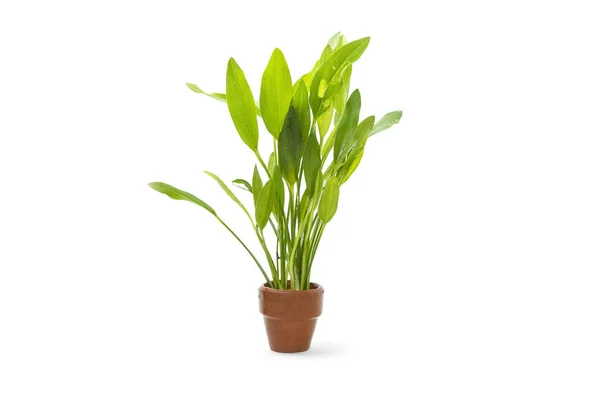 Beyaz yeşil akvaryum bitkileri — Stok fotoğraf