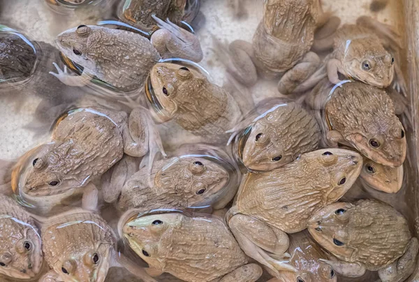 Grupo de ranas en la granja — Foto de Stock