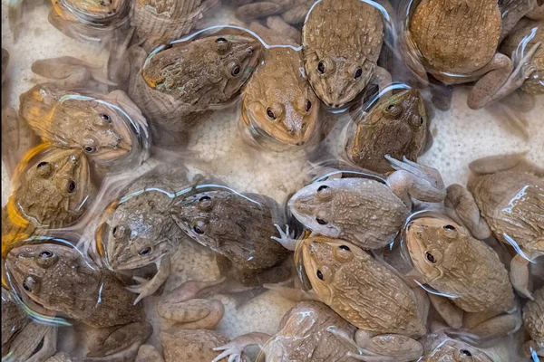 Grupo de ranas en la granja — Foto de Stock