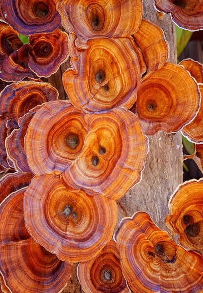 Lingzhi mushroom on driftwood in nature