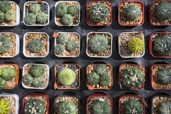 Variedad de cactus pequeños en vivero de plástico —  Fotos de Stock