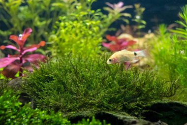 akvaryum tropikal balık ve doğal bitkiler ile.