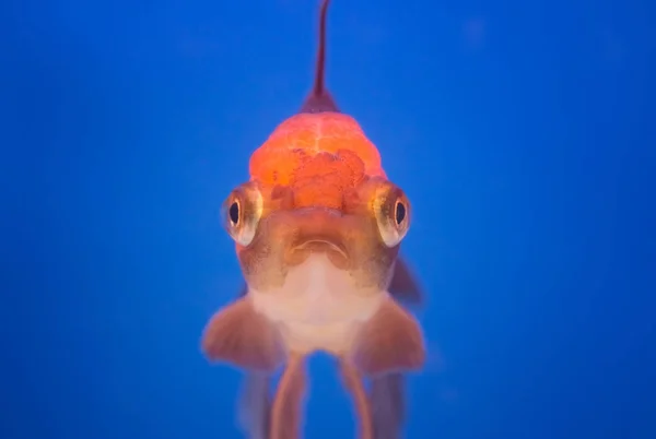 Primo piano di un pesce rosso su sfondo blu — Foto Stock