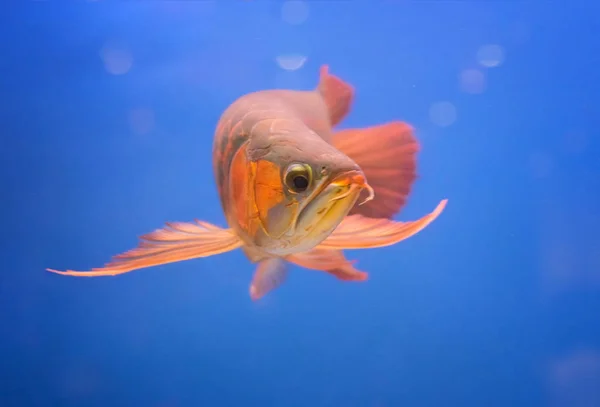 Asiatico arowana pesce rosso, drago pesce — Foto Stock
