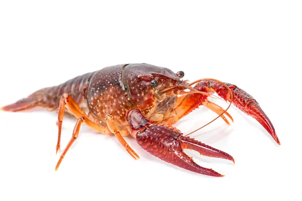 Kerevit Procambarus Clarkii hayalet beyaz arka plan üzerinde — Stok fotoğraf