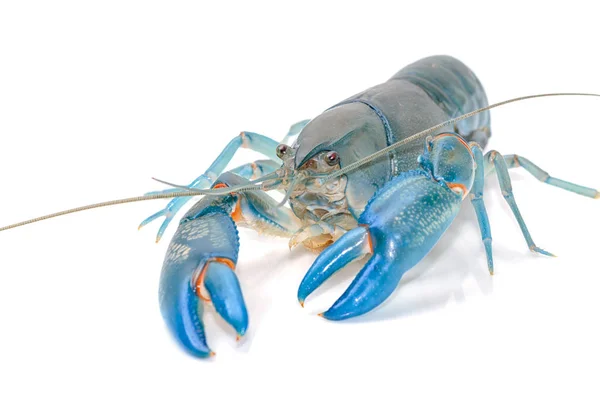 Blauwe rivierkreeft cherax sloper, Yabbie rivierkreeft isoleren — Stockfoto