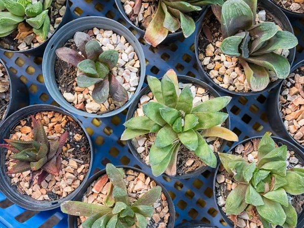 Varias plantas de cactus, pequeños cactus en la maceta — Foto de Stock