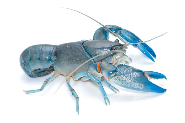 Blue crayfish cherax destructor,Yabbie Crayfish isolate — Stock Photo, Image