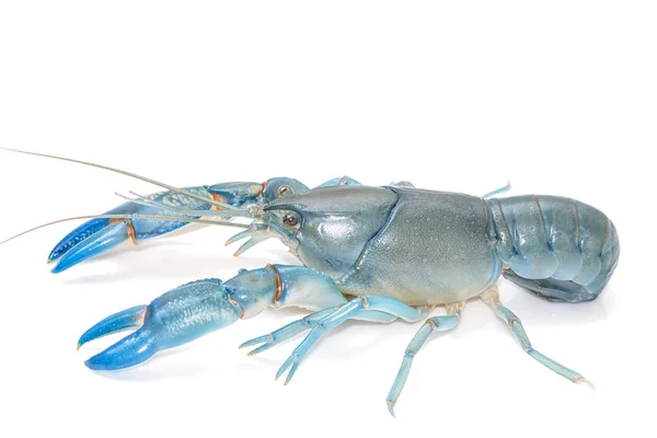 Blue crayfish cherax destructor,Yabbie Crayfish isolate — Stock Photo, Image