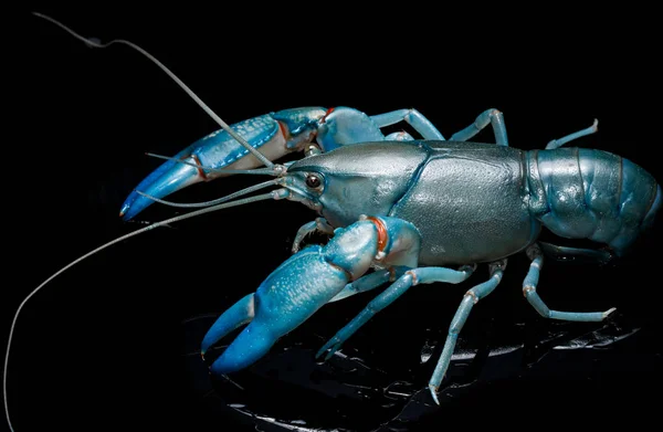 Lagostim azul cherax destructor, Yabbie Crayfish isolado — Fotografia de Stock