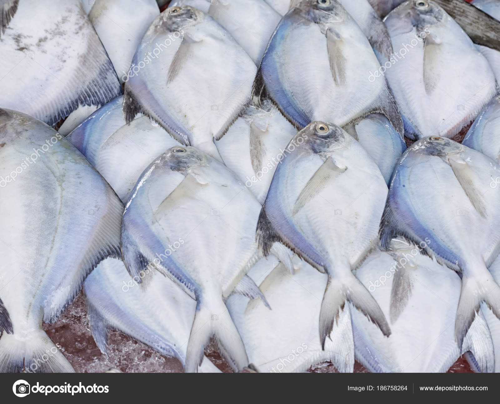 Fresh White Pomfret Fish In The Seafood Market Stock Photo Image By C Plepraisaeng 186758264