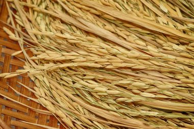 Sarı çeltik hasat sırasında hasat
