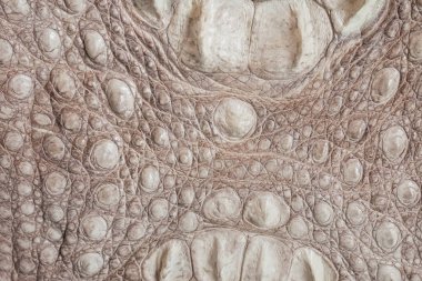 Timsah deri, doku ve arka plan 